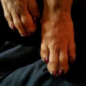 Meet your Posher, Janet